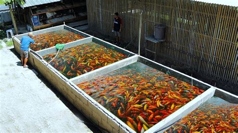 灃興金魚|金魚/錦鯉魚場資訊(Goldfish/Koi Fish Farm。